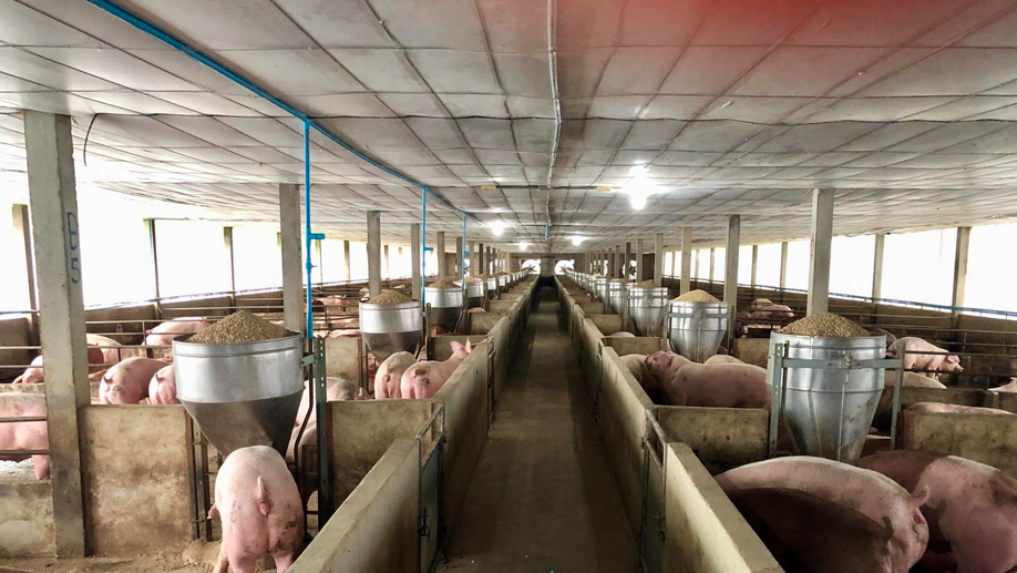 Свиная мафия(Острые Пятачки́)