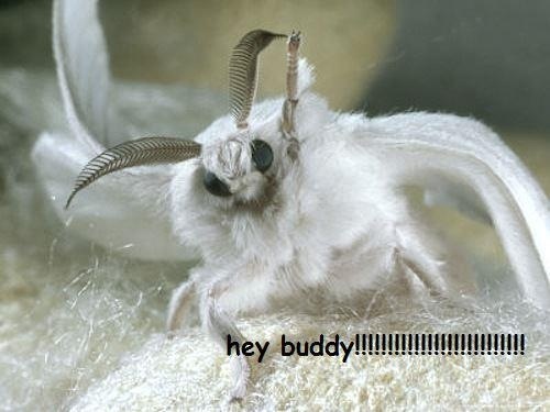 Poodle Moth lol!.jpg