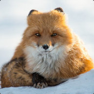Pupochny