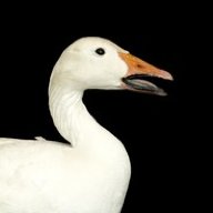 goose