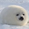 just a lehond
