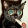 Котяра