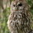 Richard Owl