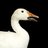 goose