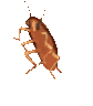 :DancingCockroach: