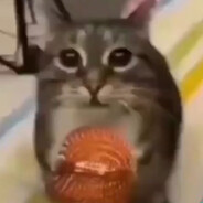 Аватар majerni/..