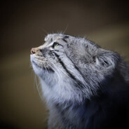 Аватар Manul