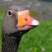 Аватар Nick(Гусь!)One