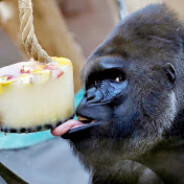 Аватар babyjohn