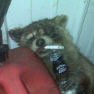 Аватар Пьяный енот