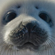 Аватар НУБЛОООО!!!